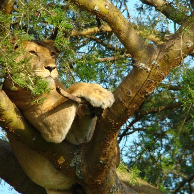 Lioness in tree. Copyright - WCS: Wildlife Conservation Society